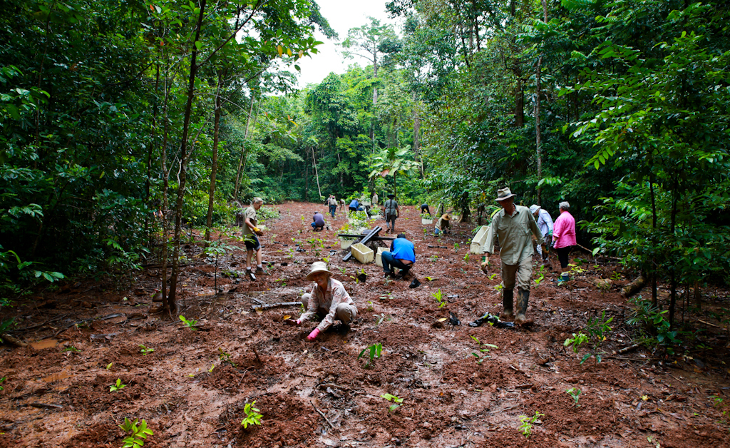 Tree Planting Campaigns