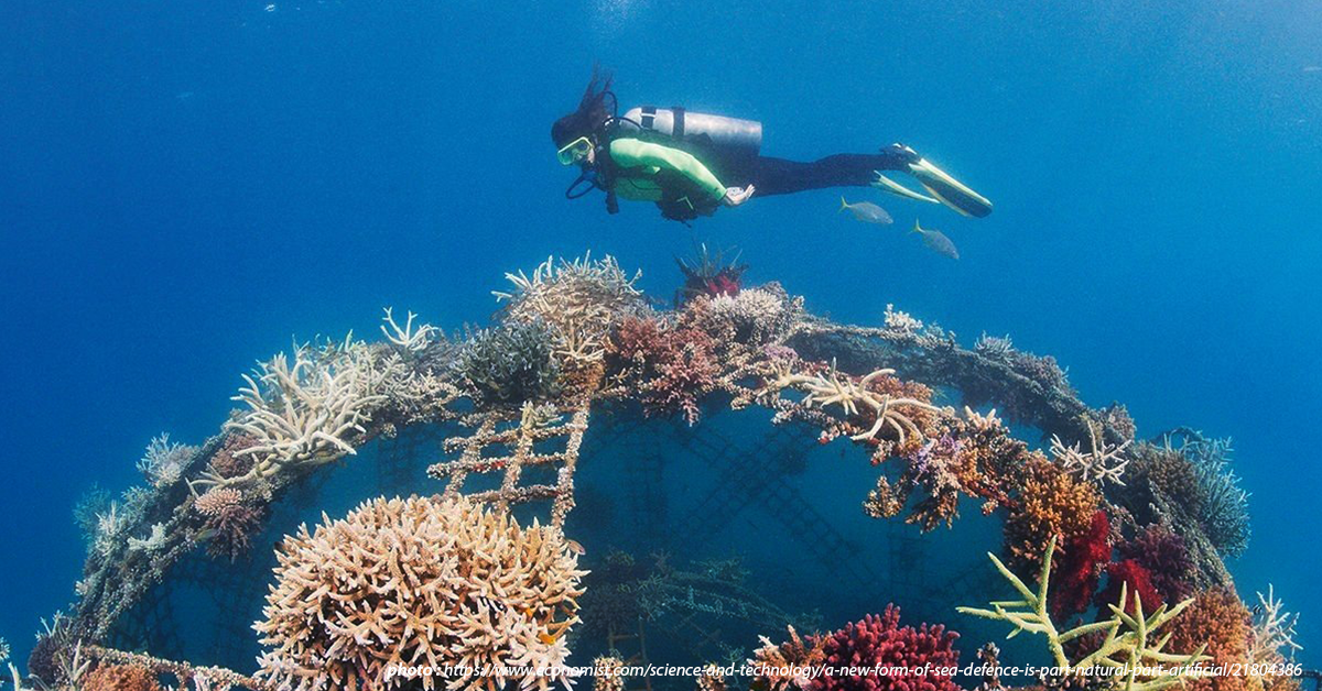 Coral Reef Restoration Projects