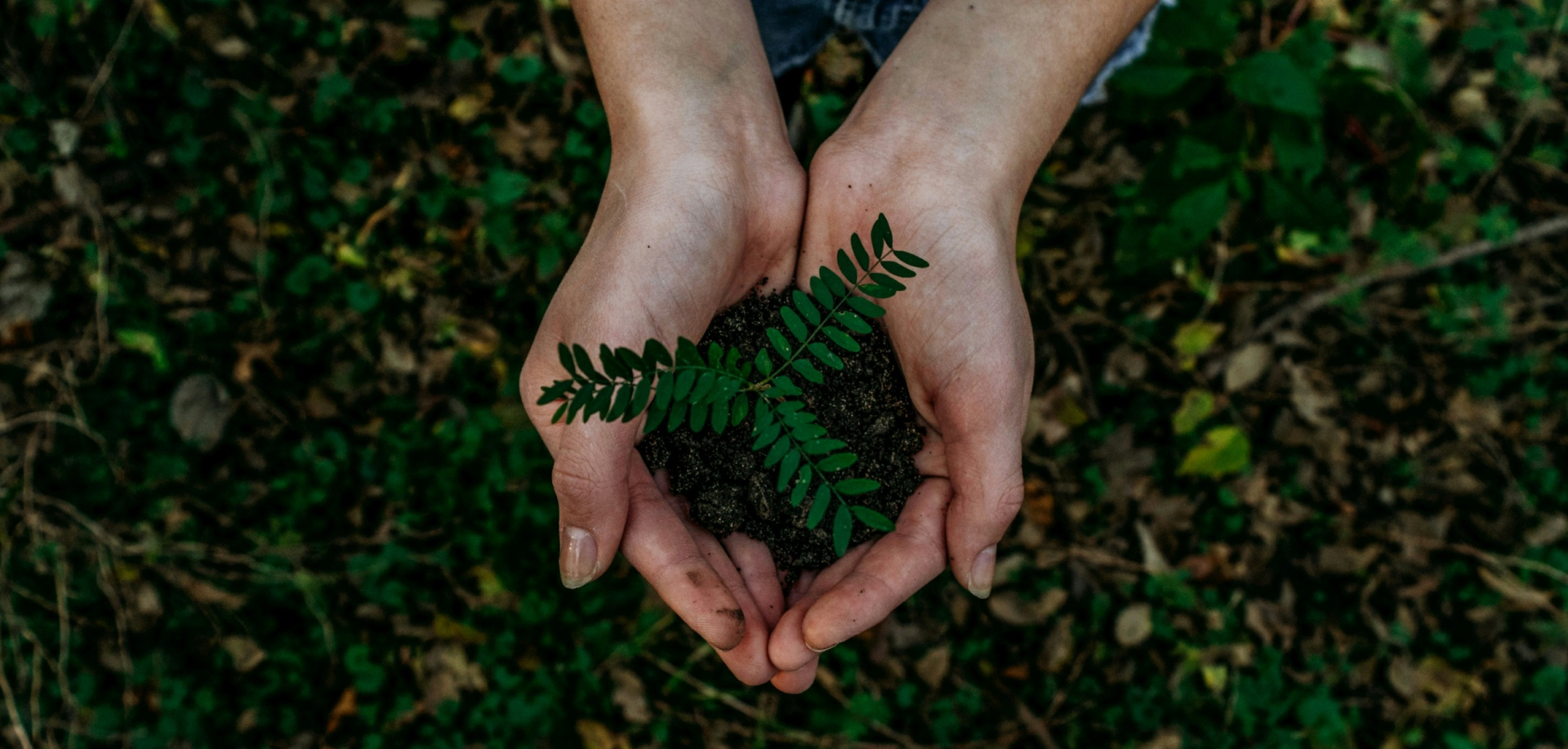 Forest Conservation and Reforestation