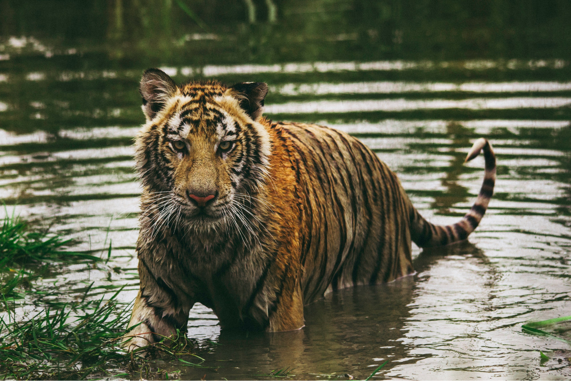 Extremely Endangered Tiger Losing Habitat