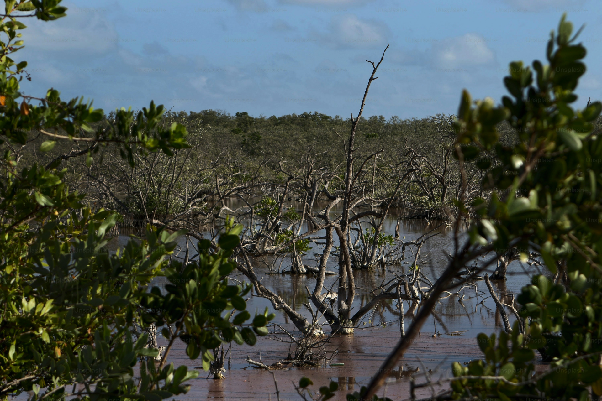 Protecting Coastal Ecosystems