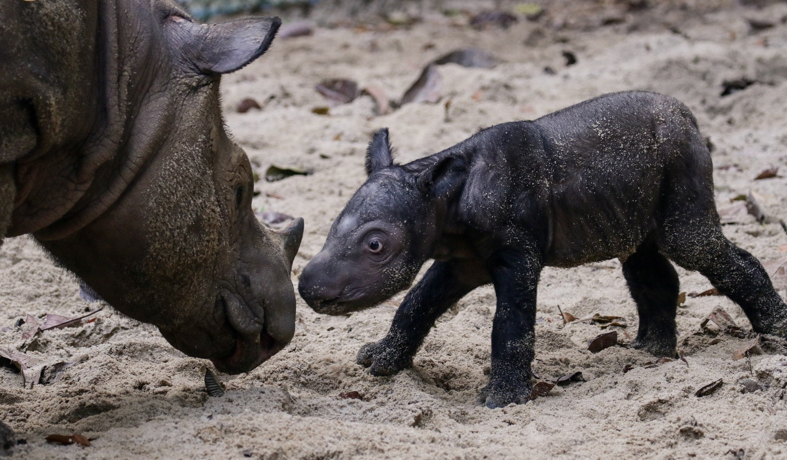 Saving An Iconic Species