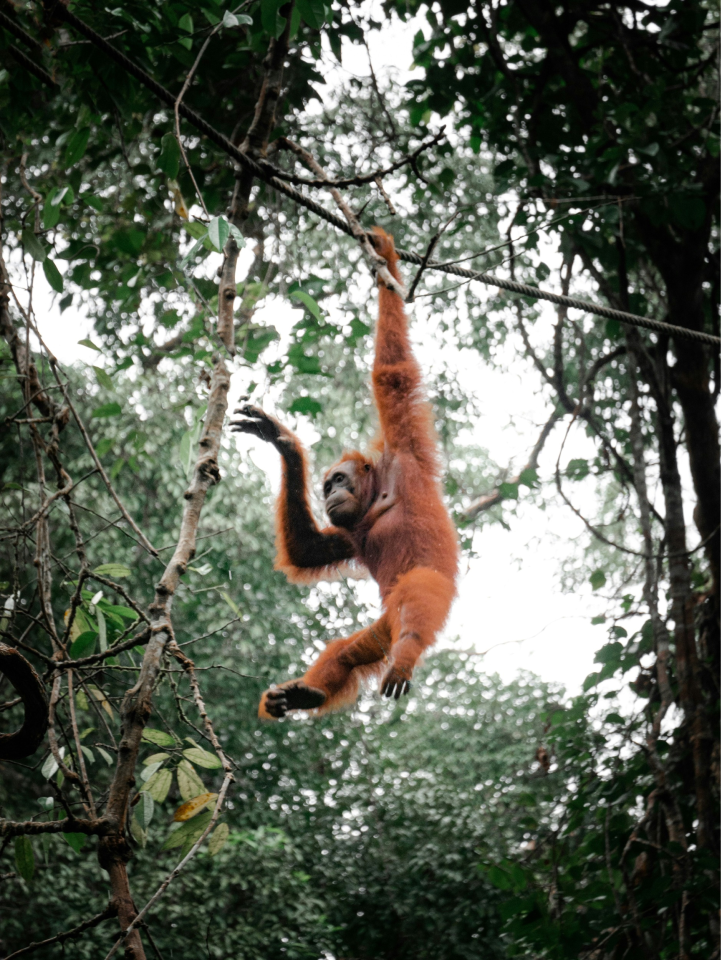 Orangutan Protection