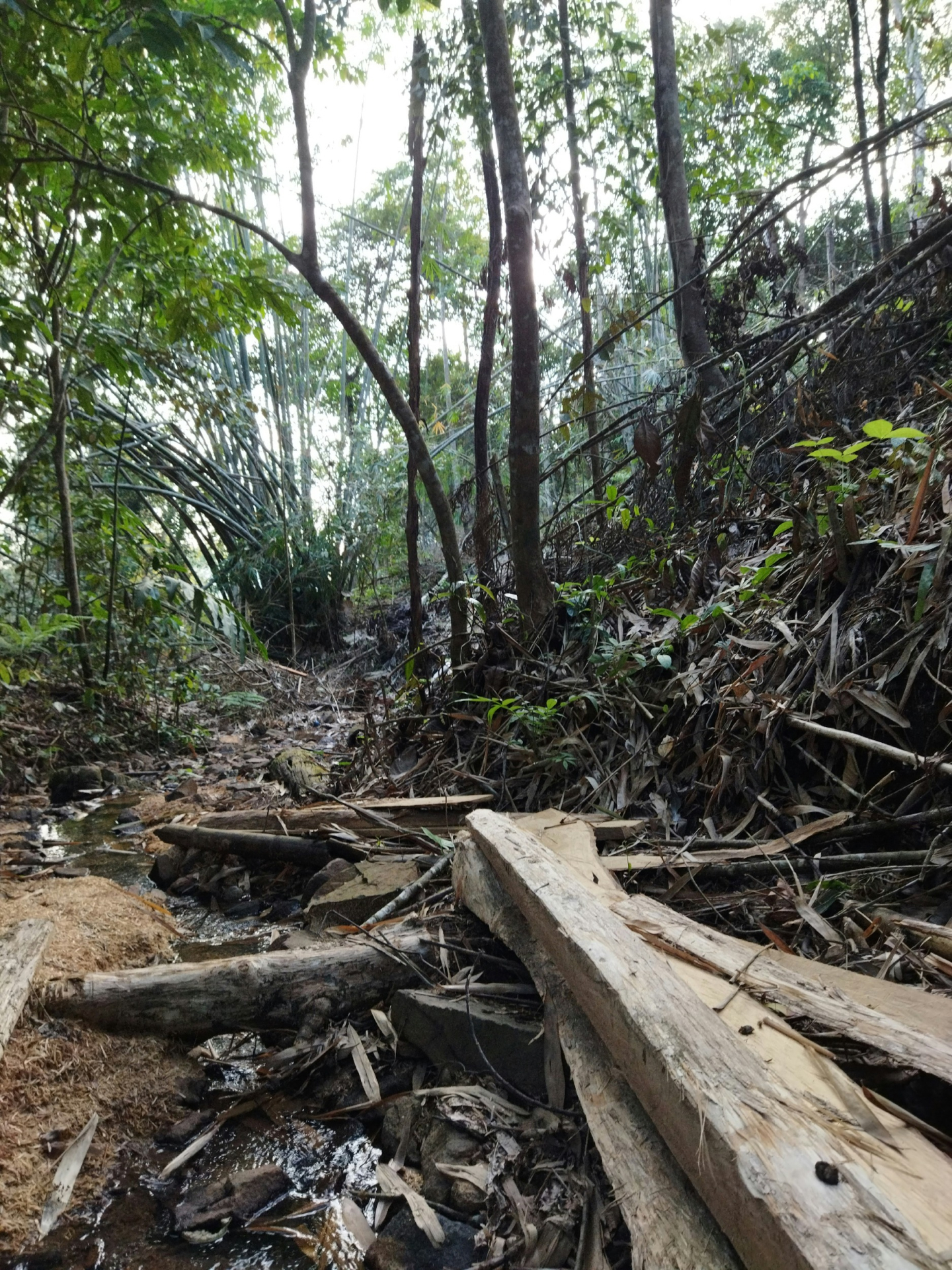 Promoting Bamboo Plantations