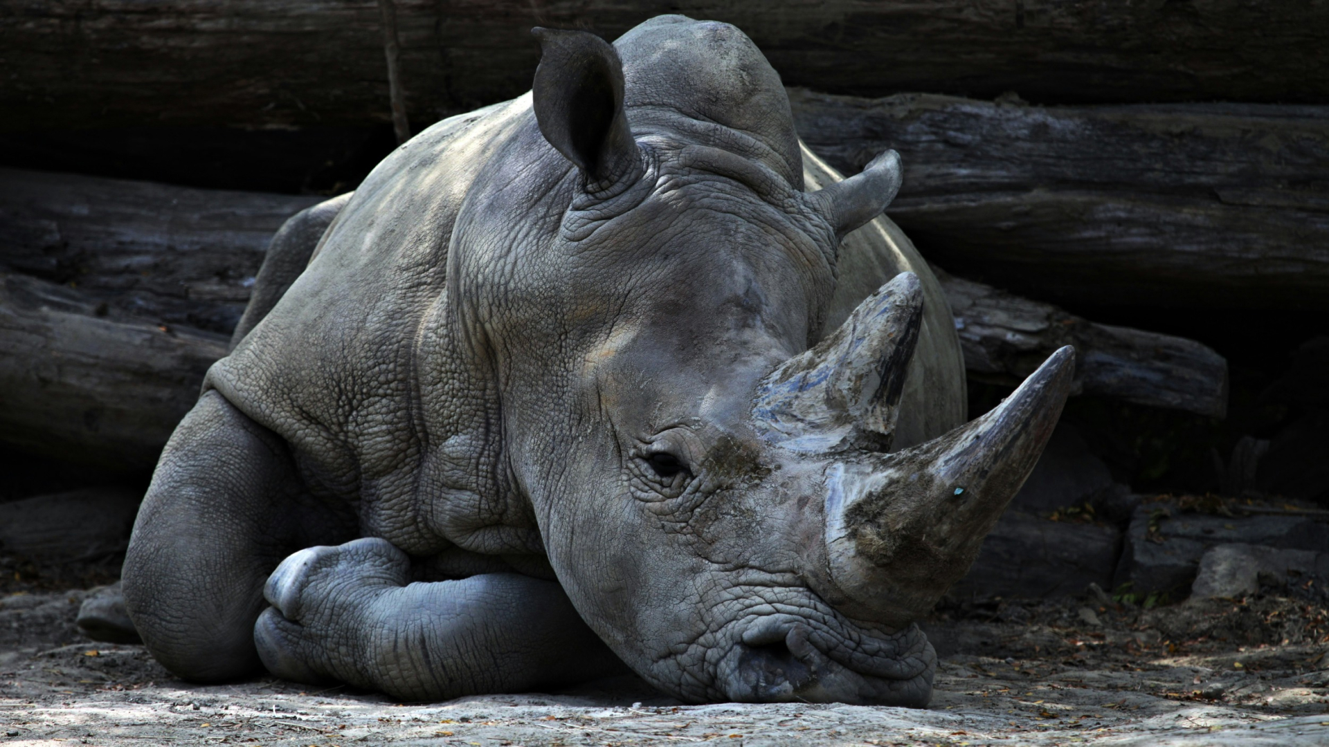 Rhino Conservation Efforts